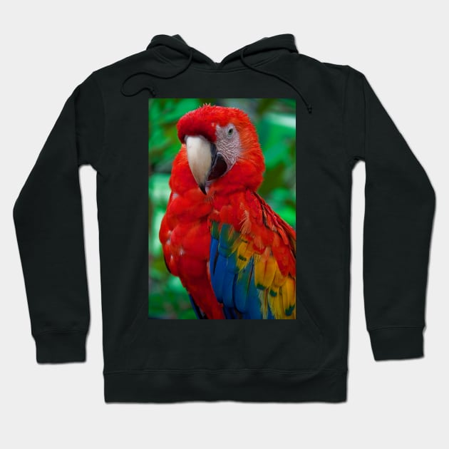 Panama. Bocas del Toro. Macaw. Hoodie by vadim19